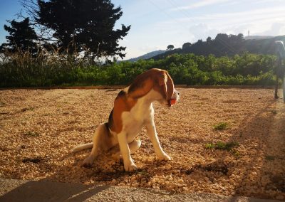 Pies z piłką w pysku wpatrujący się w krajobraz Ośrodka Leczenia Uzależnień