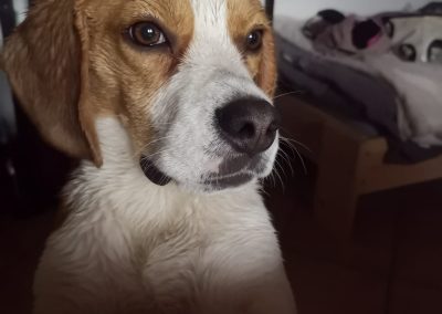Pies rasy Beagle towarzyszący osobom leczącym się w ośrodku terapii uzależnień