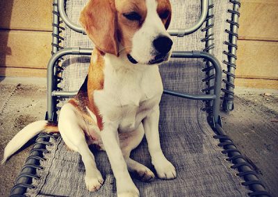 Pies rasy beagle siedzący na leżaku w Ośrodku Terapii Uzależnień Ranczo Salemi